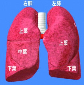 肺のイメージ